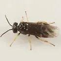 Amber-marked Birch Leaf Miner