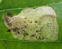 Amber-marked Birch Leaf Miner - photo 3