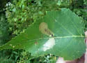 Amber-marked Birch Leaf Miner - photo 4