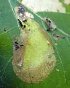Amber-marked Birch Leaf Miner - photo 5