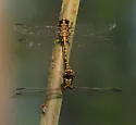Tawny Sanddragon - photo 3