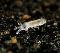 Proisotoma minuta