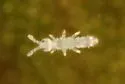 Proisotoma minuta - photo 2