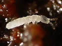 Proisotoma minuta - photo 4