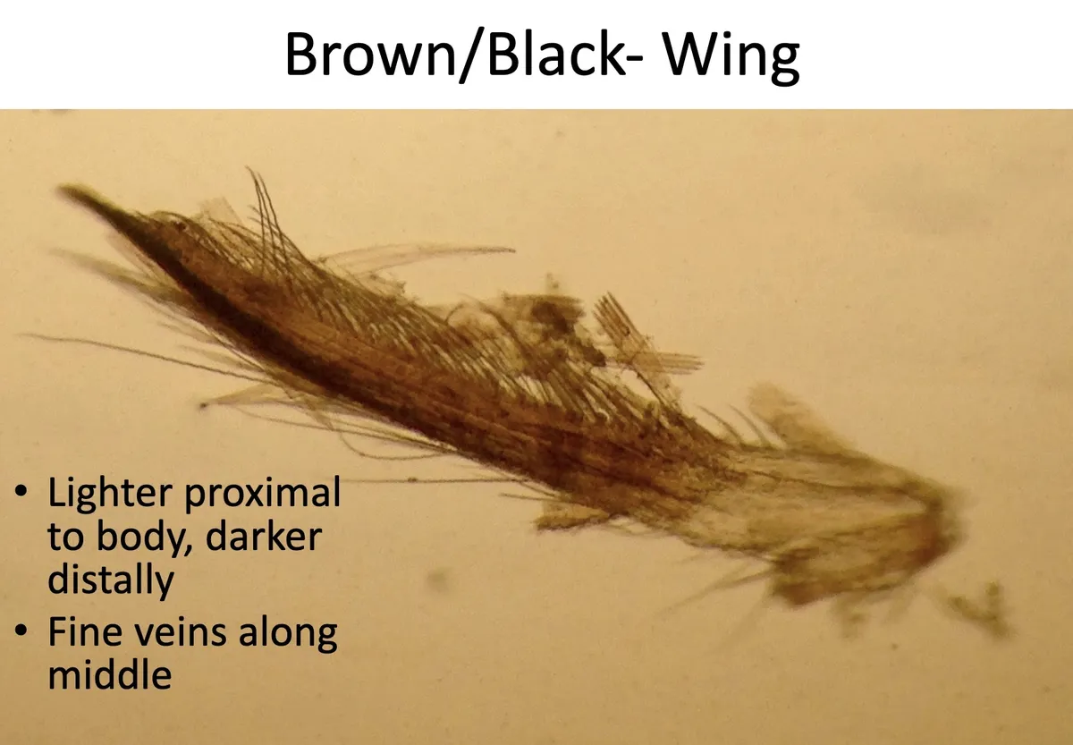 Projectothripidae - photo 2