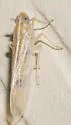 Prokelisia crocea