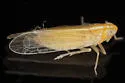 Prokelisia crocea - photo 3
