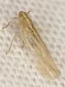 Prokelisia crocea - photo 4