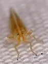Prokelisia crocea - photo 5