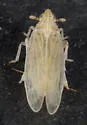 Saltmarsh Delphacid Planthopper