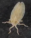 Saltmarsh Delphacid Planthopper - photo 2