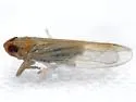 Saltmarsh Delphacid Planthopper - photo 3