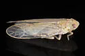 Saltmarsh Delphacid Planthopper - photo 4