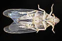 Saltmarsh Delphacid Planthopper - photo 5