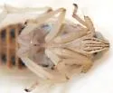 Prokelisia marginata - photo 4