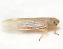 Prokelisia marginata - photo 5