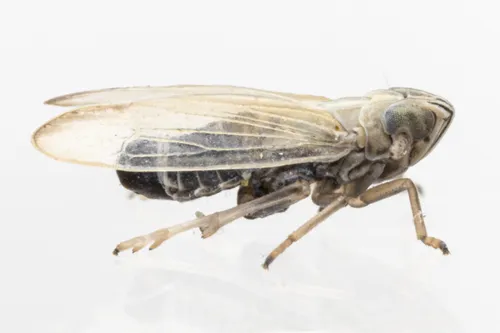Prokelisia salina