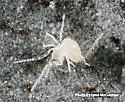 Prokoenenia wheeleri - photo 4