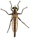 Prolatiforceps fulviventris
