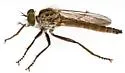 Prolatiforceps fulviventris - photo 2