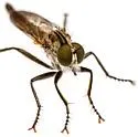Prolatiforceps fulviventris - photo 3