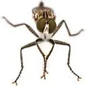 Prolatiforceps fulviventris - photo 4