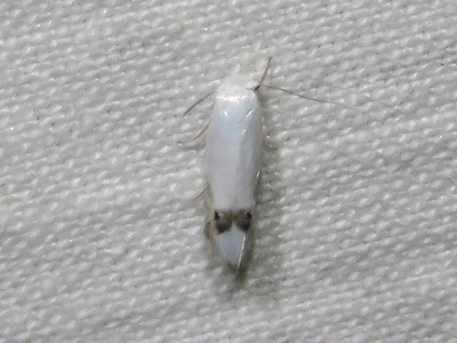 Proleucoptera smilaciella - Hodges#0474 - Proleucoptera smilaciella
