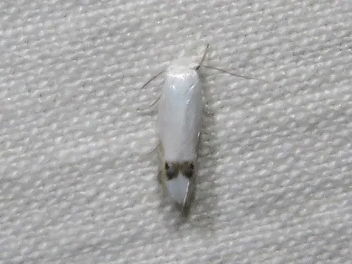 Proleucoptera smilaciella - Hodges#0474 - photo 2