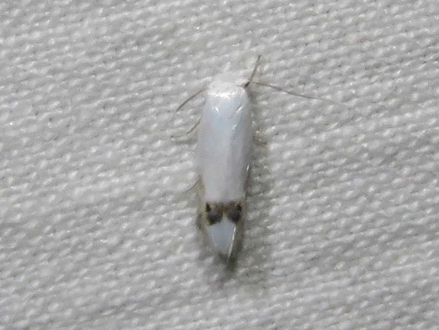 Proleucoptera smilaciella - Hodges#0474 - photo 3