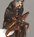 Prolibia laevicauda - photo 4