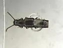 Prolibia prolixa