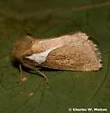 Western Skiff Moth - Hodges#4670