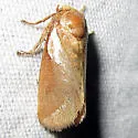 Western Skiff Moth - Hodges#4670 - photo 3