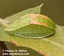 Western Skiff Moth - Hodges#4670 - photo 5