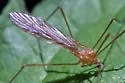 Prolimnophila areolata