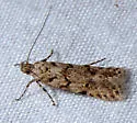 Prolita barnesiella - Hodges#1883