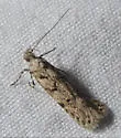 Prolita barnesiella - Hodges#1883 - photo 2
