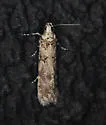 Prolita barnesiella - Hodges#1883 - photo 4