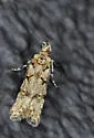 Prolita barnesiella - Hodges#1883 - photo 5