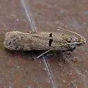 Prolita dialis - Hodges#1885