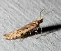 Prolita geniata - Hodges#1886 - Prolita geniata