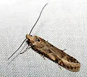 Prolita geniata - Hodges#1886 - photo 4