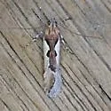 Prolita invariabilis - Hodges#1888