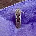 Prolita invariabilis - Hodges#1888 - photo 2