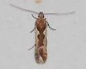 Prolita invariabilis - Hodges#1888 - photo 3