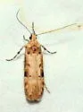 Prolita pagella - Hodges#1893