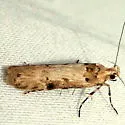 Prolita pagella - Hodges#1893 - photo 3