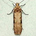 Prolita pagella - Hodges#1893 - photo 4