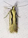 Prolita princeps - Hodges#1894