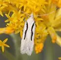 Prolita princeps - Hodges#1894 - photo 2